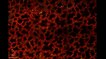 Vue au microscope à fluorescence de poumons de souris (des cellules sanguines apparaissent, en vert)