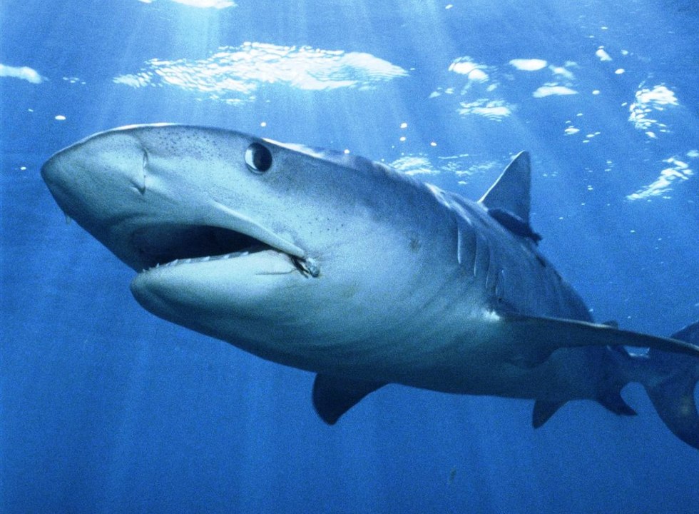 animais, vida selvagem, animais em extinção, fotos de animais, animais domesticos, animais extintos, animais herbivoros,