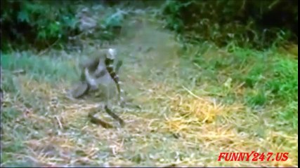 Bağlı Maymun'un Kobra İle Mücadelesi