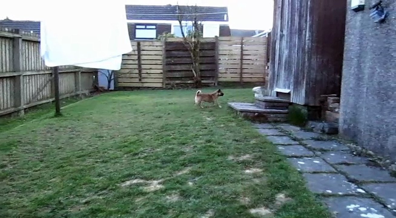 Sniff and Play
