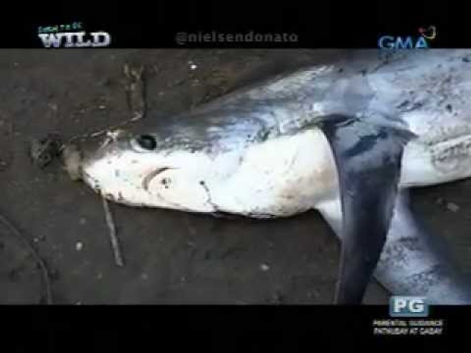 Born to be Wild: Thresher sharks, manta rays sold in Tanjung Luar, Indonesia`
