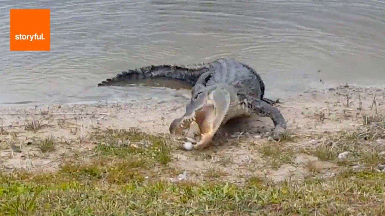 Alligator Takes Golf Ball From Players