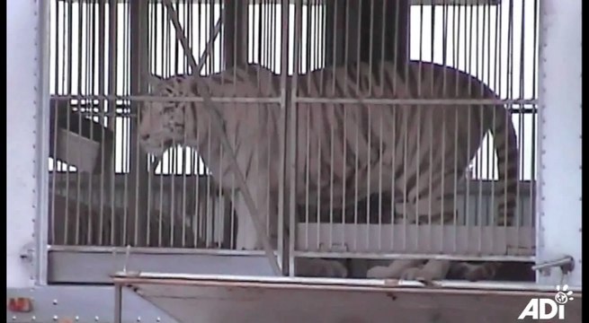 Ley contra reclutamiento de animales para circo es apoyada por actores de Hollywood_