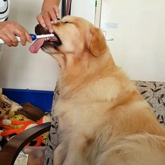 Golden Retriever's Morning Routine