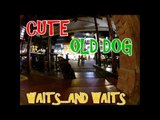 Cute DOG Waits for OWNER Outside Restaurant OFF LEASH