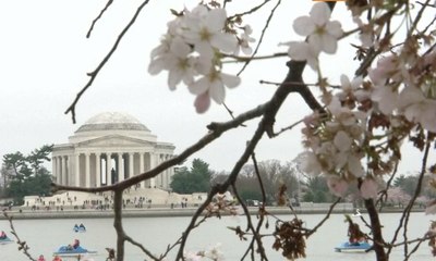 Bunga Sakura Bermekaran Sambut Musim Semi