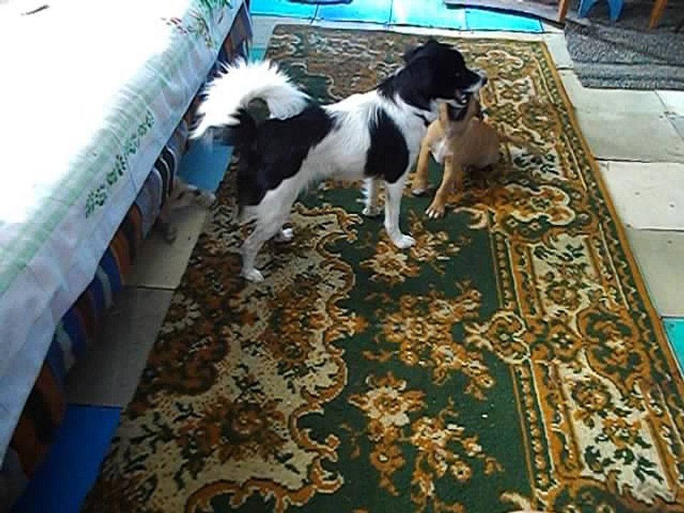 Two pit bull terera Persian cat named Bax and a dog half breed Shi Tsu. They are all very happy and good!