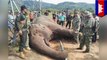Gajah Asia langka mati tersengat menara listrik - Tomonews