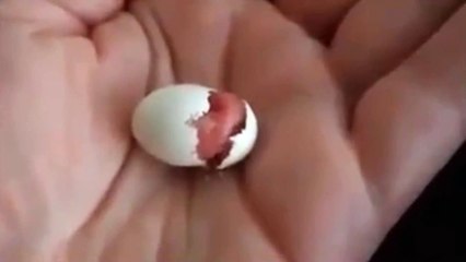 BIRD BORING IN MY HAND