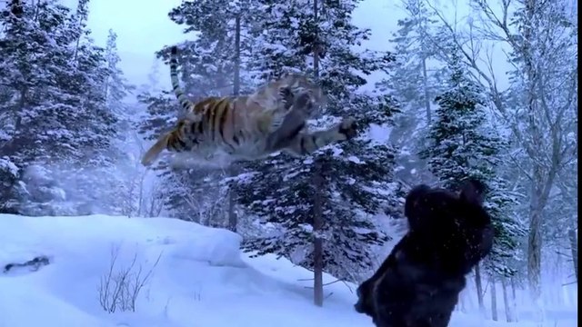 The Taking Of Tiger Mountain-The Best Tiger Scene