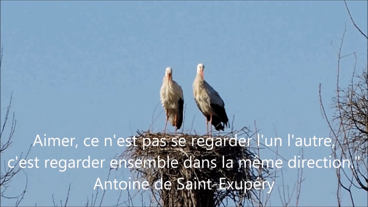Cigognes dans la vallée de la Saône.