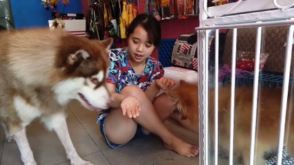 Chó Alas Mật làm trò xin ăn --) xin hết phần của đứa khác luôn