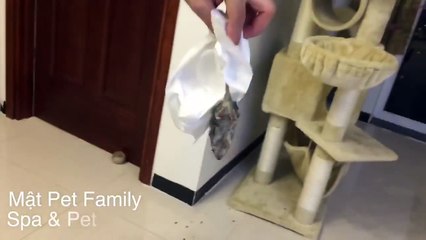 Chó Mật bắt được chuột, mèo Mon sợ chết ngất . Có gì đó sai sai rồi--)