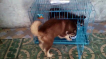 các bé yêu của ta ha ha ha