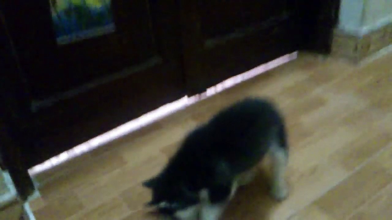 alaska va husky ne