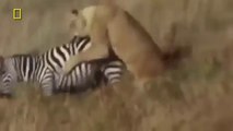 Deadliest Wild Life South Africa | Best Nat Geo Wild Documentary