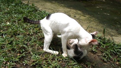 Cat fight between two cats brother as a training on video