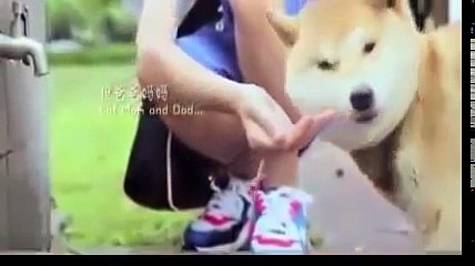 must see people should think while watching - the faithful dog