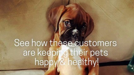 Real NuVet Plus Lab Reviews By Alex On Yelp