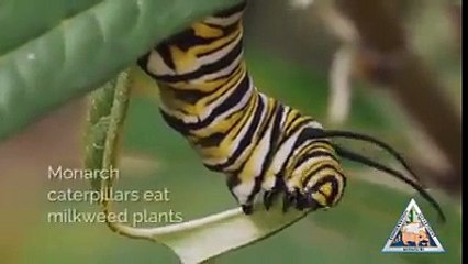 becoming a butterfly video