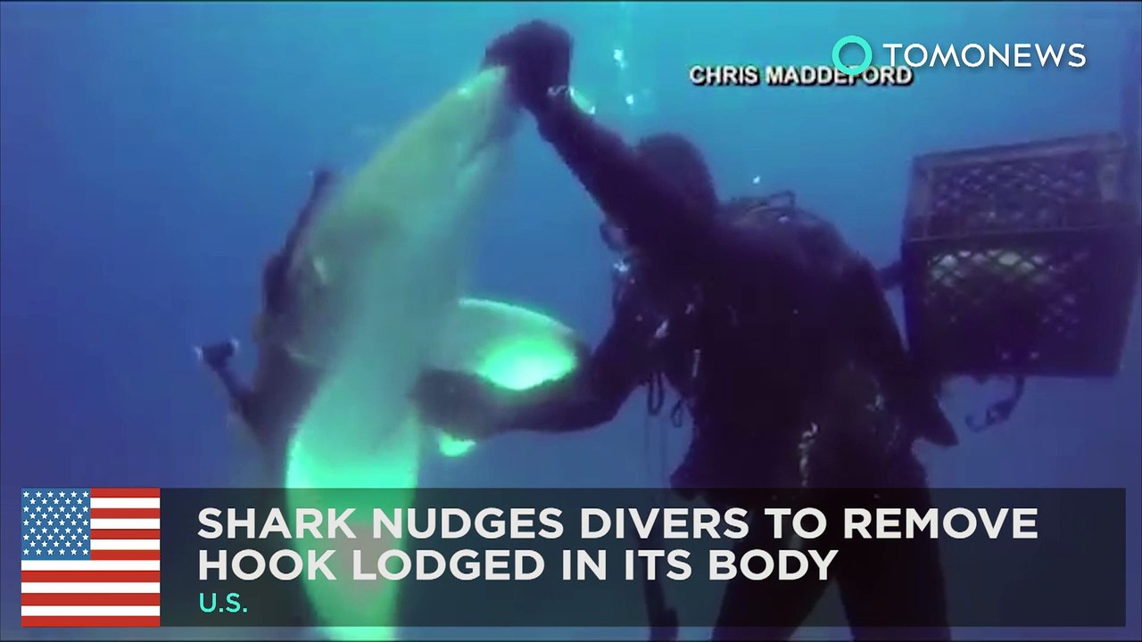 Video shows shark nudge divers for help to remove fishing hook