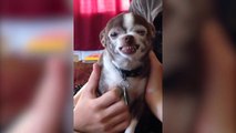 Des chiens qui ont le sourire... Compilation d'animaux trop LOL
