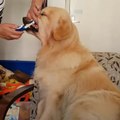 Brosser les dents de son chien... Il a l'air d'aimer ça