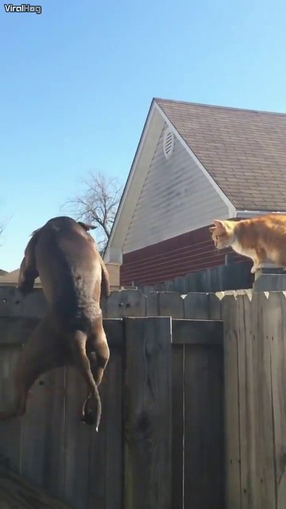 Quand ton chien veut faire comme le chat...