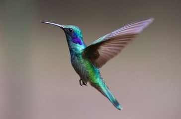 Hummingbirds Magic in the Air | Best Nature Documentary 2017