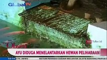 Ayu Menjadi Viral karena Menelantarkan Hewan Peliharaan