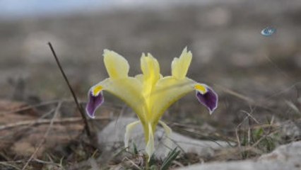 Munzur Vadisi'ne Bahar Geldi, Çiçekler Açtı