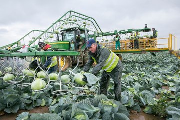 How To Cabbage Harvesting by Big Machine - so nice in EU