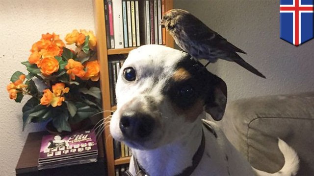 Dog saves bird: pet terrier in Iceland spots unconscious wild bird and runs for help - TomoNews