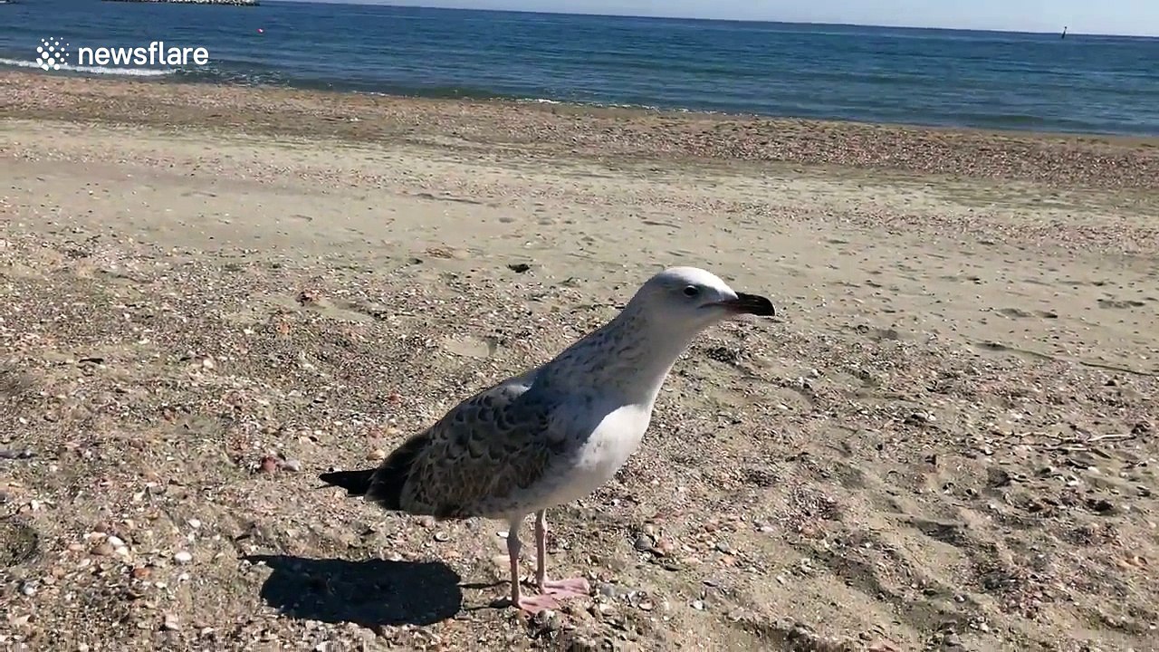 Seagull attacks man on beach