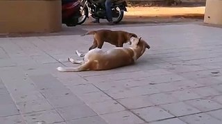 Kuttagiri of Street dogs