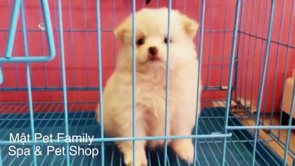 Cute chết luôn - phốc sóc con trắng xinh xinh như bông gòn