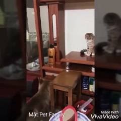 Đánh nhau rồi , Mật với Mi tẩn nhau rồi... Thằng Mật lấy thịt đè người kìa