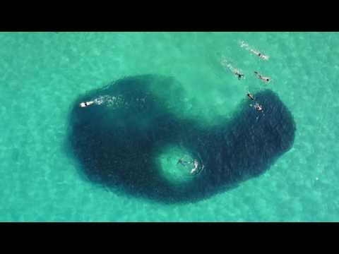 Hawaiian Man and Dog Swim Over Fish Ball