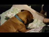 Puppy Very Confused by Tickling Pillows