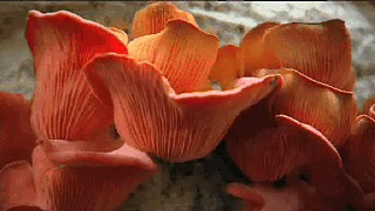 mushrooms_breakfast