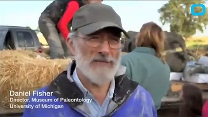 Çiftçinin Tarlasında Bulunan Mamut Iskeleti