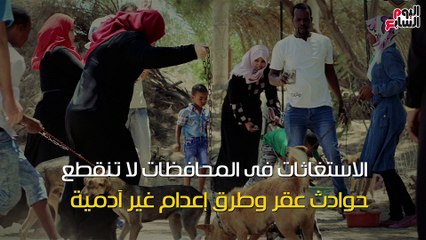 شاهد فى دقيقة.. مصر تحتاج 400 مليون جنيه لمواجهة  15مليون كلب ضال