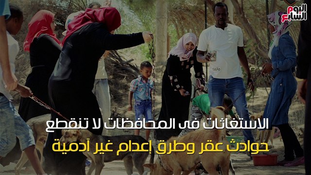 شاهد فى دقيقة.. مصر تحتاج 400 مليون جنيه لمواجهة 15مليون كلب ضال