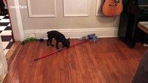 French bulldog puppy helps mopping the floor