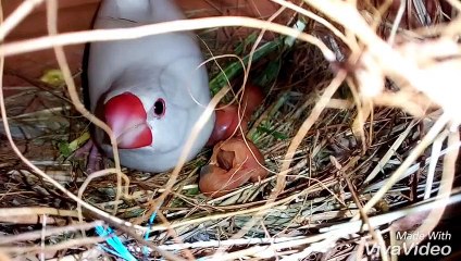Java Finch Babies In Nest
