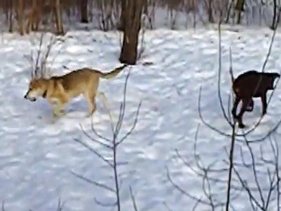 Bordeaux chien (français Mastiff) Tosa (japonais Mastiff) Malamute d'Alaska Dobermann