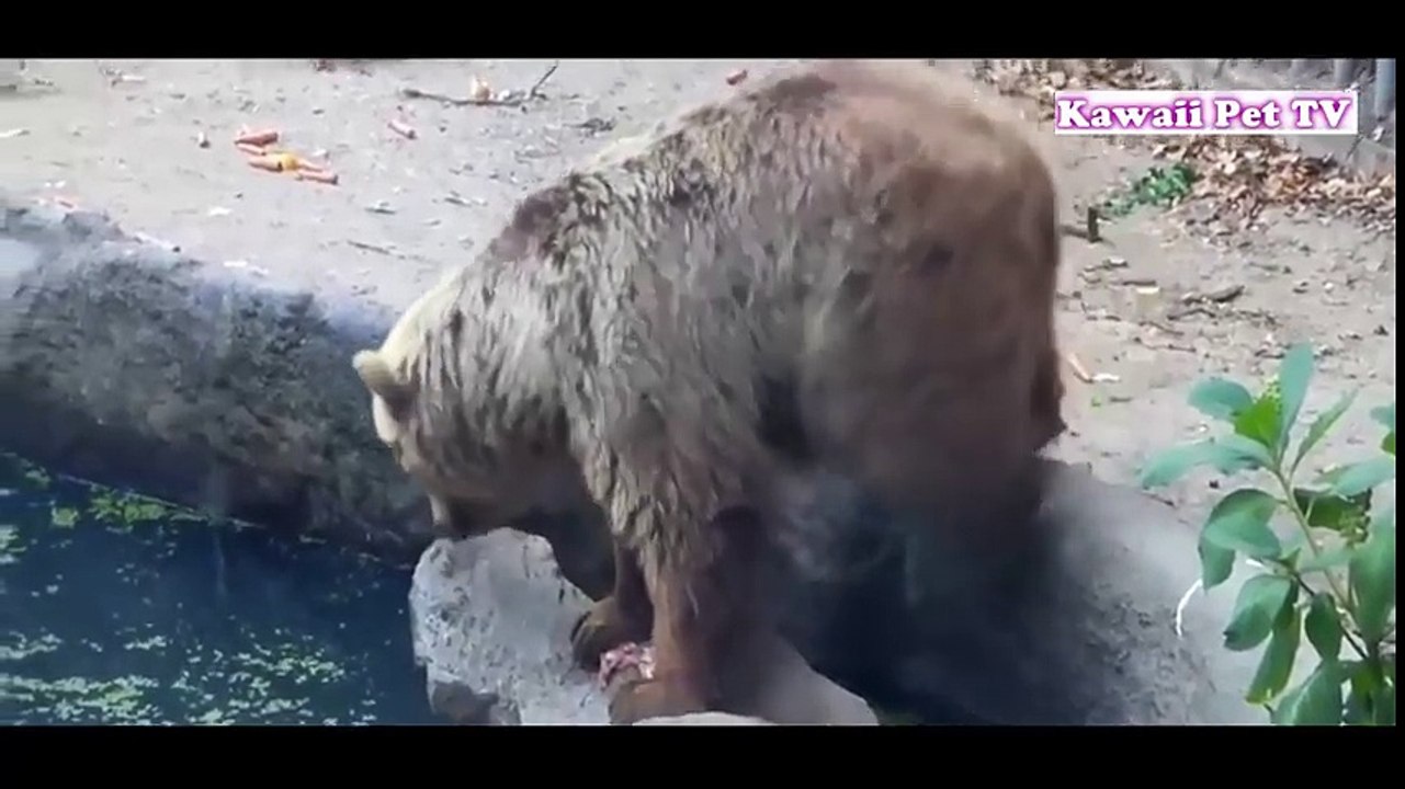「泣ける感動動物」動物が他の動物の命を救う動画集●勇敢な犬,猫,熊
