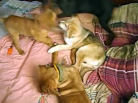 Lutte Tosa Doberman Malamute chiots jouer sur le lit vidéo amusant et mignon