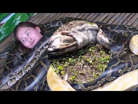 TOP 10 - Những loài trăn khổng lồ to và khủng nhất thế giới