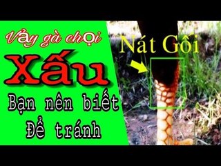 Các loại vảy gà chọi xấu , bạn nên biết để tránh